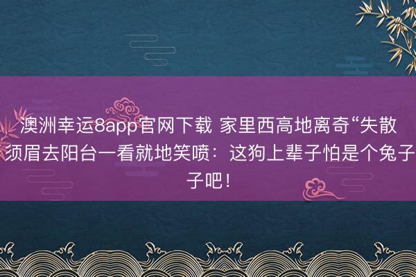 澳洲幸运8app官网下载 家里西高地离奇“失散”?须眉去阳台一看就地笑喷:这狗上辈子怕是个兔子吧!