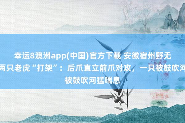 幸运8澳洲app(中国)官方下载 安徽宿州野无邪物园两只老虎“打架”:后爪直立前爪对攻,一只被鼓吹河猛喘息