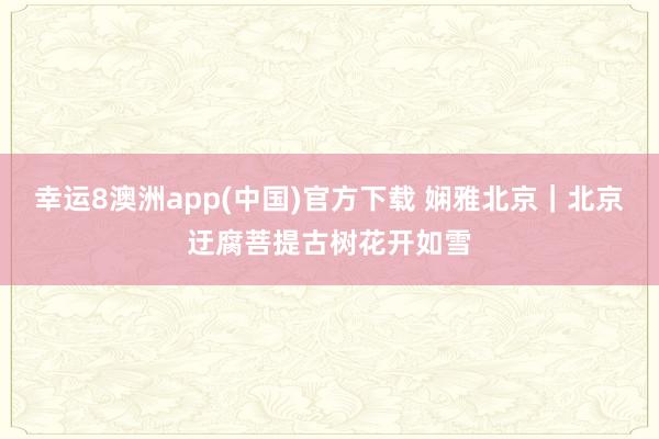 幸运8澳洲app(中国)官方下载 娴雅北京|北京迂腐菩提古树花开如雪