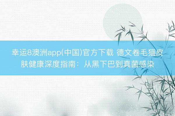 幸运8澳洲app(中国)官方下载 德文卷毛猫皮肤健康深度指南:从黑下巴到真菌感染